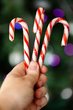 Hand holding three Red and white striped candy cane lollies at Christmas