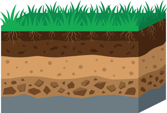 Soil Layers Cross Section Vector Diagram with Green Grass Roots Topsoil Subsoil and Bedrock Stratum Elements