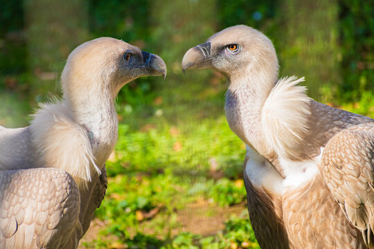 Eurasian griffon vulture (Gyps fulvus)