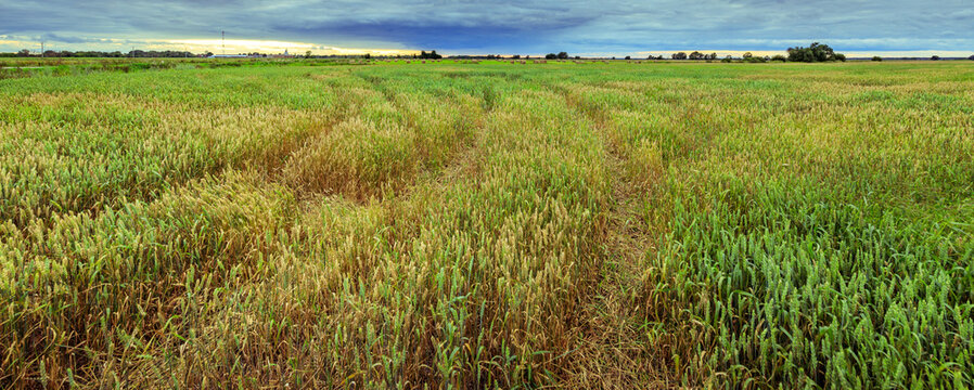 Expansive wheat field under overcast sky