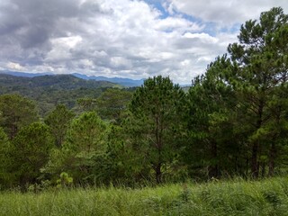 Lush Pine Forest and Rolling Mountains Under Cloudy Sky © Phuc