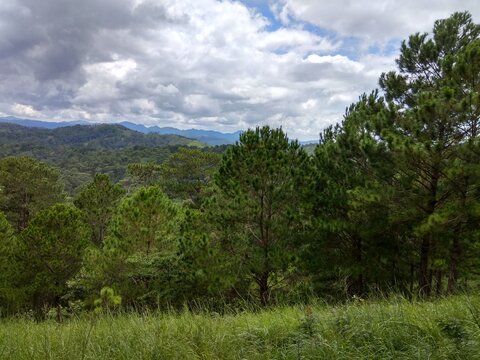 Lush Pine Forest and Rolling Mountains Under Cloudy Sky