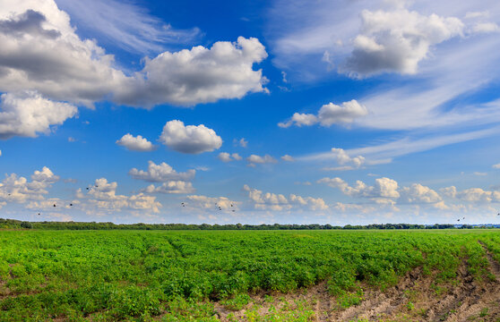 Vast green field stretches under bright blue sky