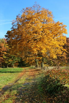 Herbstliche Landschaft mit Baum