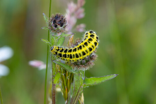Burnet Moth Caterpillar feeding on a Lesser Knapweed, County Durham, England, UK.