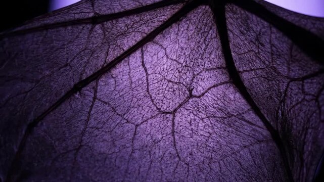 Eerie Atmospheric 4K Seamless Loop Macro Bat Wing Membrane Texture Showing Intricate Veins Under Creepy Purple Lighting for Halloween Horror Background