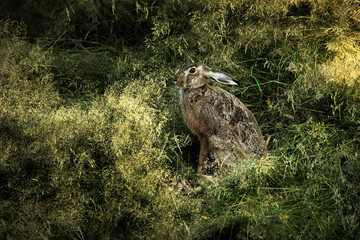 Hare in the grass © Hans Steen-Kiel