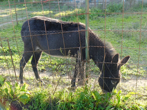 a little donkey grazing grass in its pen