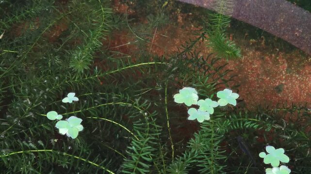 Guppies swimming in hornwort tank