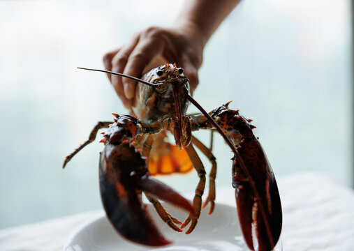 Hand show a raw live lobster
