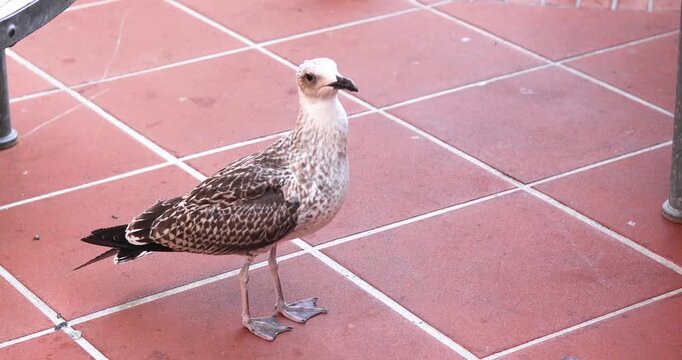 A seagull waits for pizza crumbs dropped on a table at a cafe