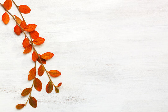 Two branches of Cotoneaster with small colorful autumn leaves on  white wooden background.  Flat lay.