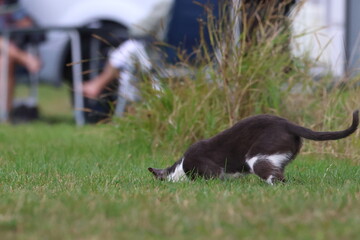 hunting cat © Thomas