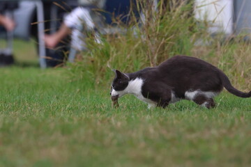 hunting cat © Thomas