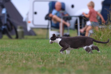 hunting cat © Thomas