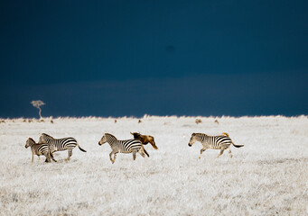 Zebra and Wildebeest running in the Masai Mara with aproaching thunderstorm © Quentin