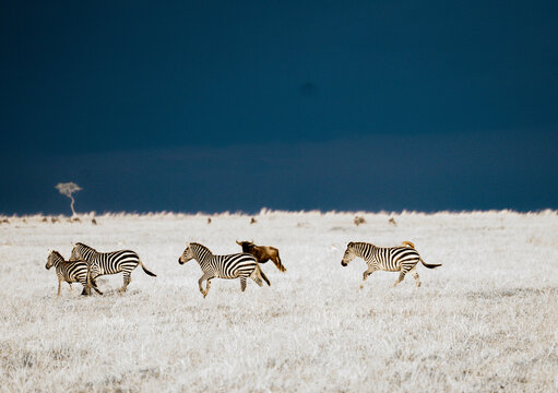 Zebra and Wildebeest running in the Masai Mara with aproaching thunderstorm