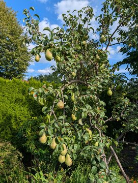 Pears on tree