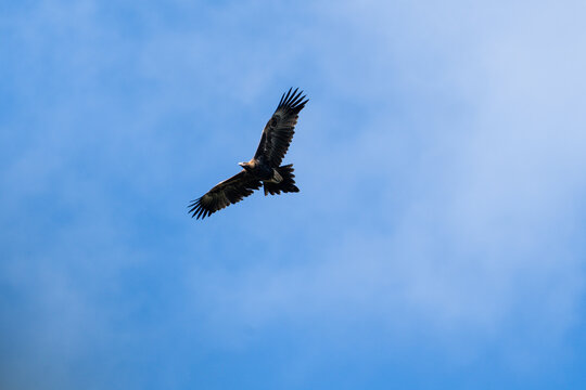 A wedge tailed eagle (Aquila audax) in flight with blue sky and light clouds