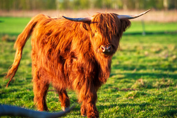 Pasture with Highland cows grazing under sunshine © AlexGo