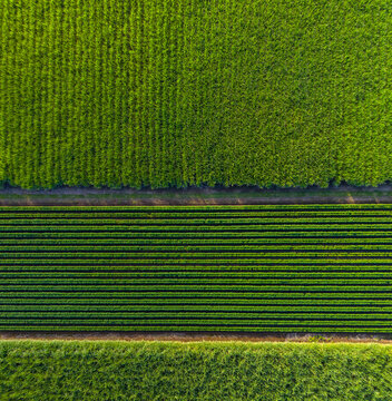 Aerial view of Sugar Cane and Soybean Farm