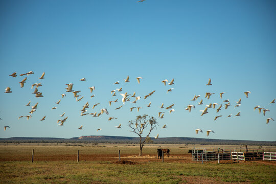 Corellas flying past, with horses and cattle yards in the background