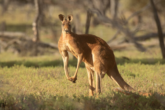 Large male red kangaroo