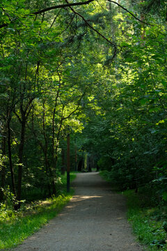 A dirt path in a summer forest illuminated by the evening sun. Hiking in nature