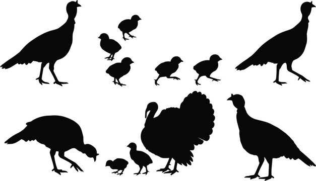 Black silhouettes of adult turkeys and small baby chicks