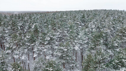 Snowy forest landscape seen from above © AlexGo