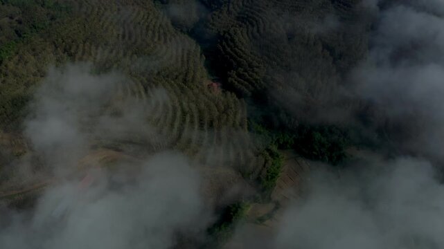 High-altitude aerial drone shot looking down at terraced rubber tree plantations on mountain slopes shrouded in thick morning fog and clouds in Luang Namtha, northern Laos.