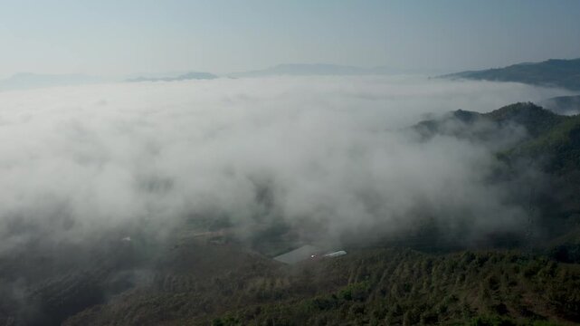 High-altitude aerial drone shot looking down at terraced rubber tree plantations on mountain slopes shrouded in thick morning fog and clouds in Luang Namtha, northern Laos.