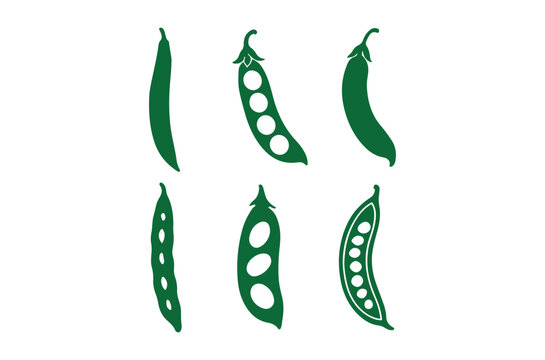 Green pea pods in various stages a vector illustration on white