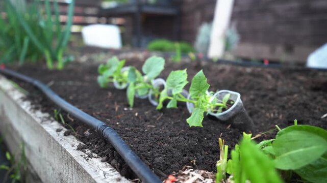 Row of young cucumber seedlings growing in dark fertile soil next to a black drip irrigation line in a home garden