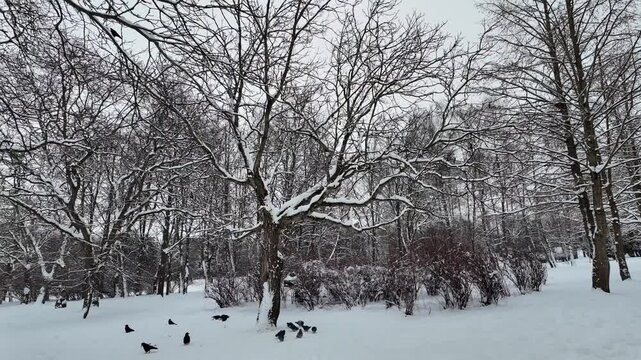 Winter Park Panning Shot with Snow Covered Bare Trees and Birds