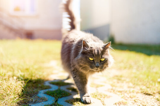 Calm gray cat sitting in grass surrounded by greenery