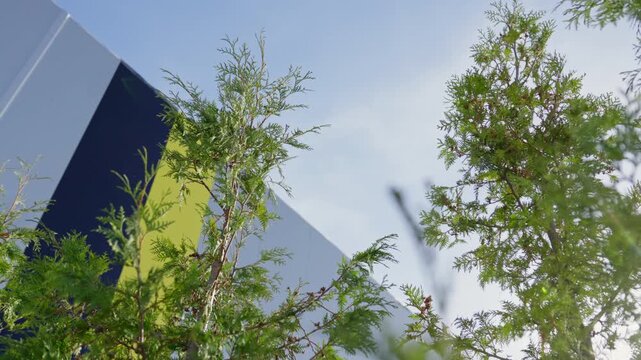 Thuja branches reach upward toward sky beside warehouse. Landscape design elements integrate natural textures with industrial architecture