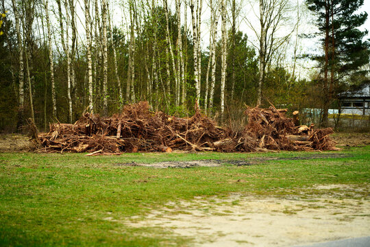 Environmental damage with uprooted trees in woodland area