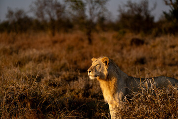 Male lion staring into the savannah in golden morning light in the Kruger National Park © Quentin