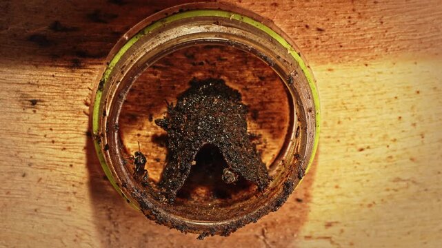 Close up view of a stingless bee colony inside a transparent glass observation hive, showing natural nest structures and the fascinating process of sustainable bee farming.