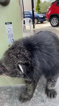 Binturong bear cat walking outdoors near building entrance