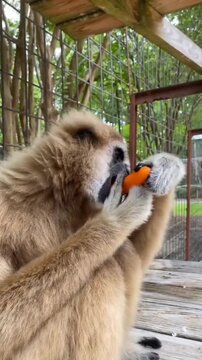 White-handed gibbon ape sitting and eating a fresh carrot slice