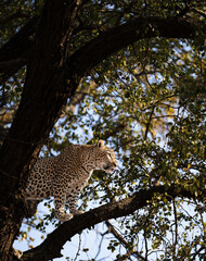 Female leopard staring at a herd of Impala trying to hunt in the Sabisand reserve  © Quentin