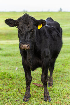 Black cow standing on green dewy paddock grass on cold winter morning