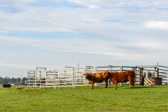 Cattle grazing on short green grass in farm paddock on sunlit winter morning