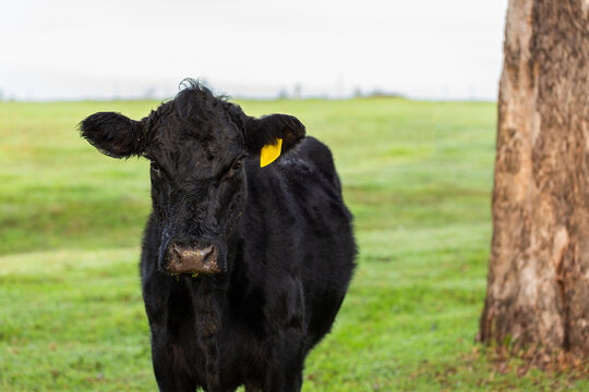Black cow standing on green dewy paddock grass on cold winter morning