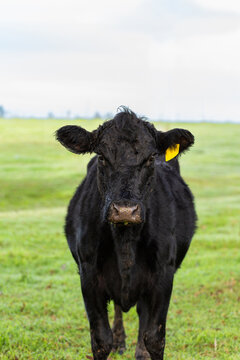 Black cow standing on green dewy paddock grass on cold winter morning