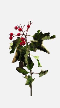 Vertical time lapse of Sorbus aria whitebeam tree leaves drying, wilting and fading while red berries remain on the branch, isolated against a clean white background.