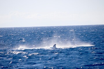 Fototapeta premium Whale splashing on the ocean surface in Australia
