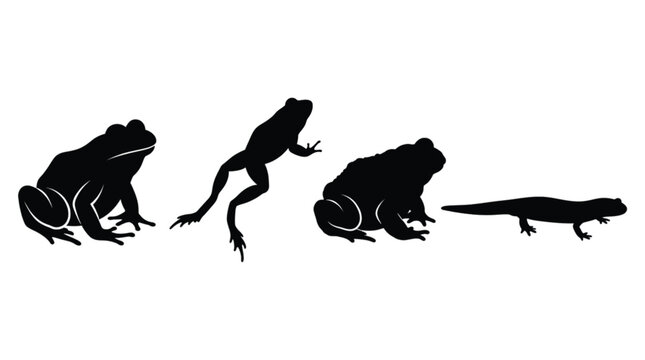 Illustrative silhouettes depicting the metamorphosis of a frog from tadpole to adult form